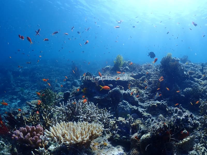 八重干瀬サンゴ礁の魚