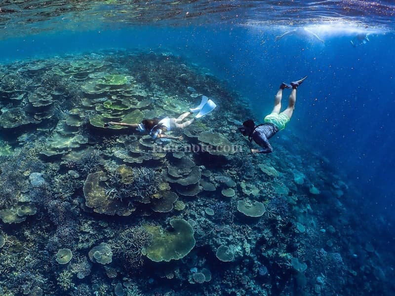 八重干瀬サンゴ礁シュノーケル